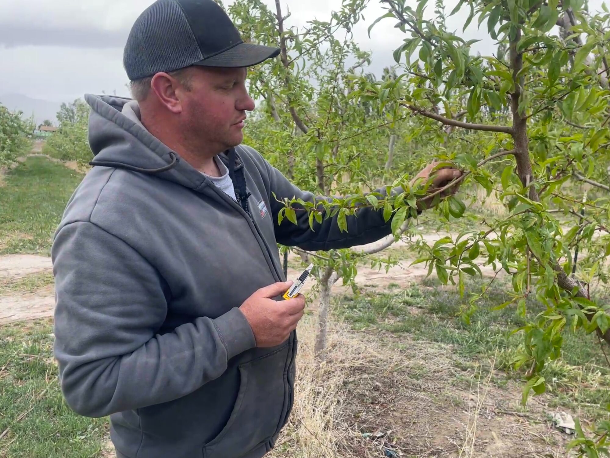 Farmer Chris Riley said Utah's warm winter and fluctuating temperatures this spring have been detrimental to crops.