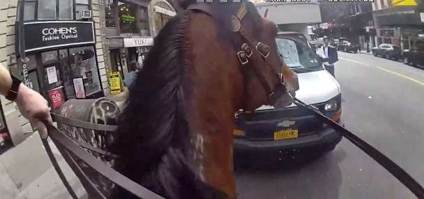 Mounted New York police officer and his horse corner suspected purse snatcher in Manhattan