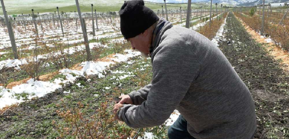 Farmers assess damage after another spring freeze