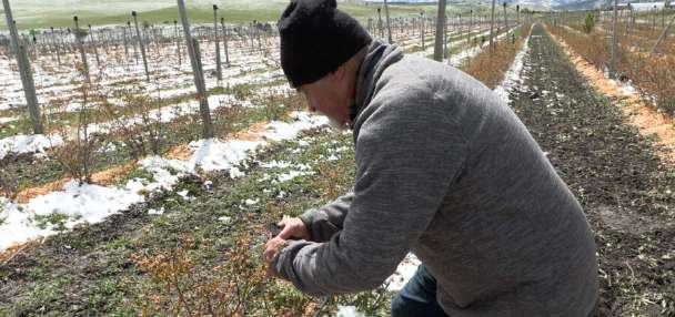 Farmers assess damage after another spring freeze
