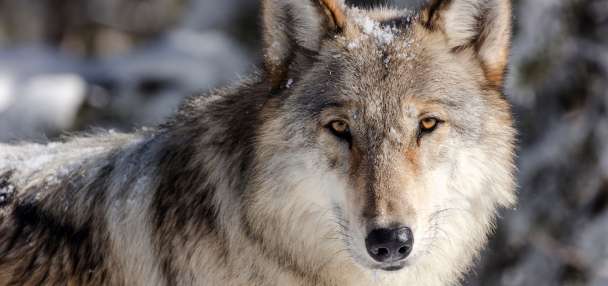 Wolf pup takes off with wildlife closure sign in Yellowstone