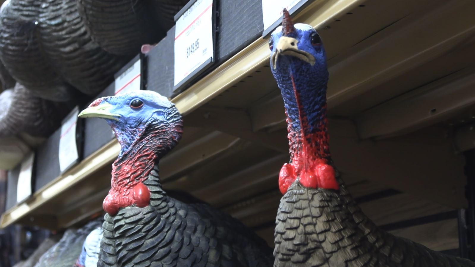 Must-Have Gear for Turkey Hunting | Scheels Outdoor Tip