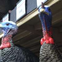 Must-Have Gear for Turkey Hunting | Scheels Outdoor Tip