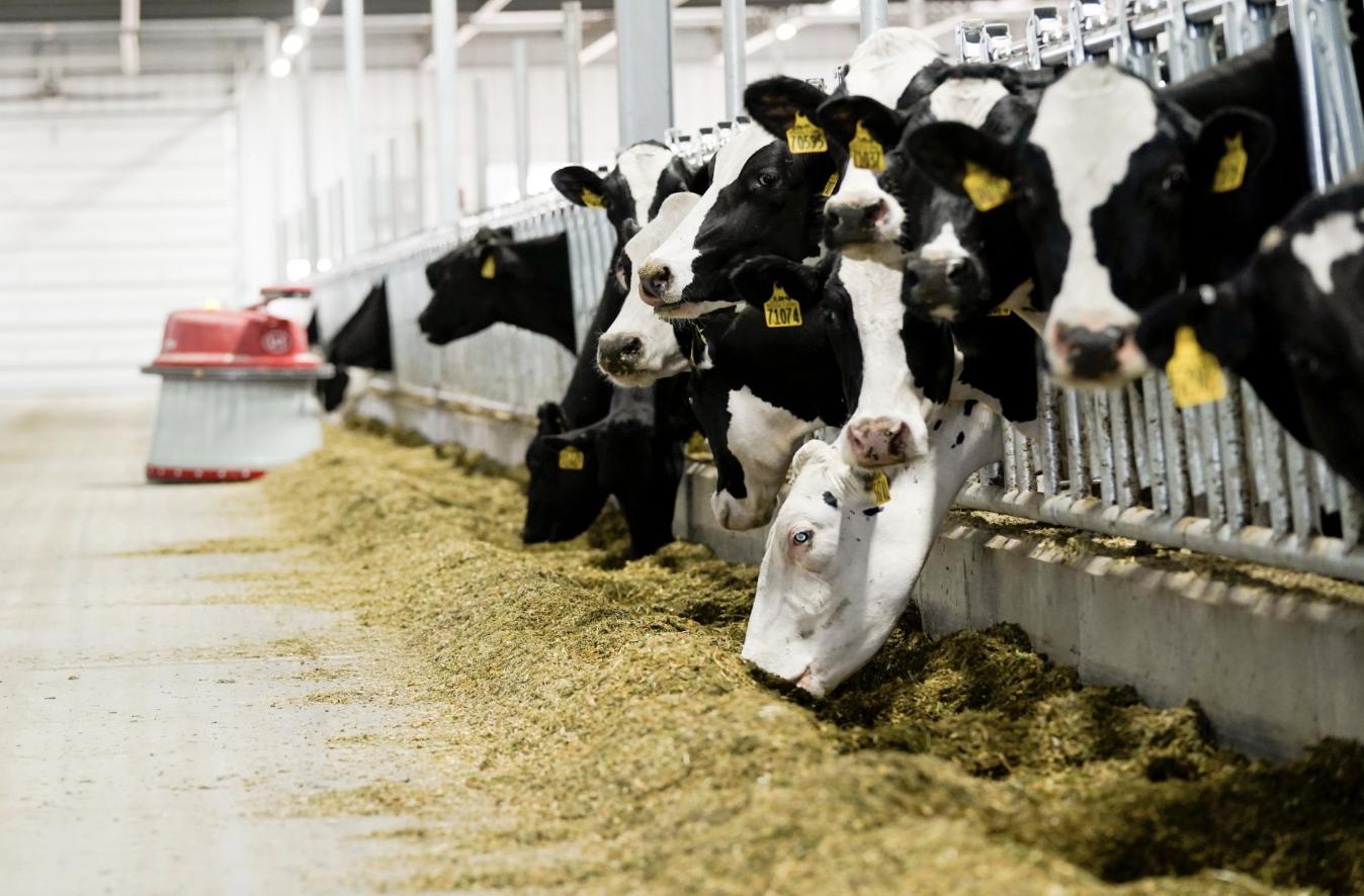 The sustainability secret: Cows keep waste out of landfills?