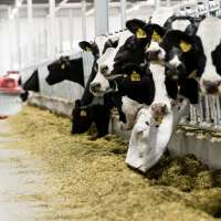 The sustainability secret: Cows keep waste out of landfills?