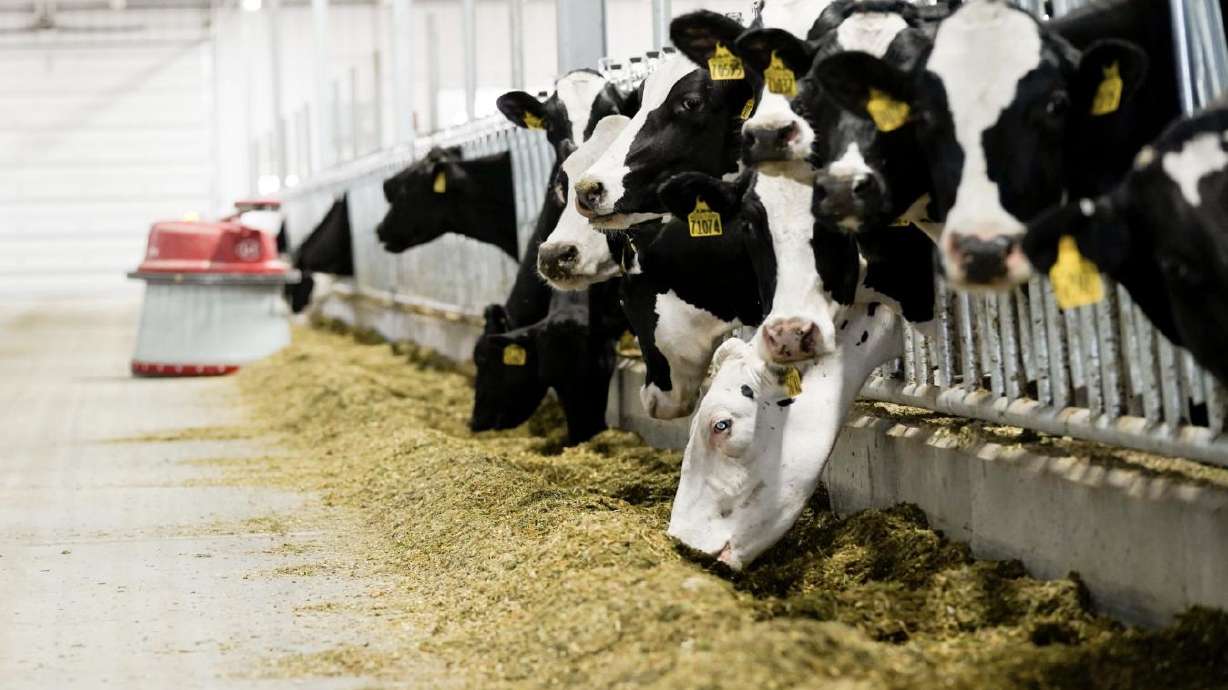 The sustainability secret: Cows keep waste out of landfills?