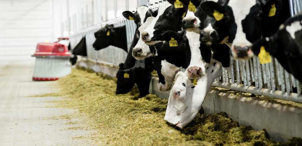 The sustainability secret: Cows keep waste out of landfills?
