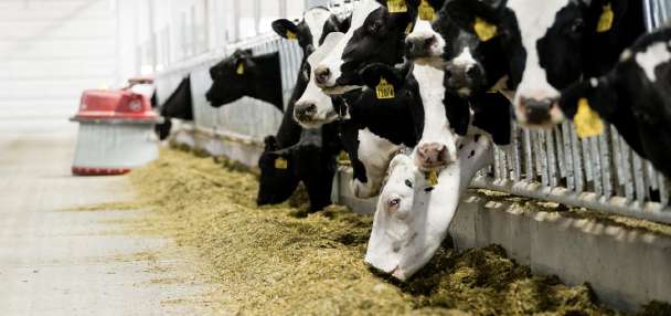 The sustainability secret: Cows keep waste out of landfills?