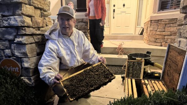 Kaysville homeowner surprised by swarm of 30,000 bees