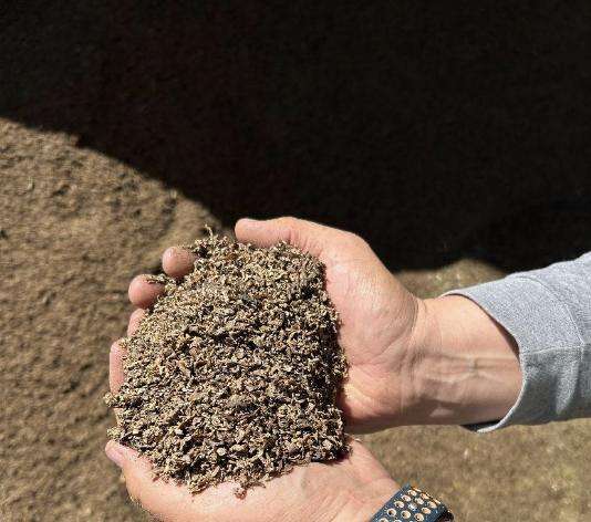 Beet pulp is one of the byproducts fed to the cows at Bateman Mosida Dairy