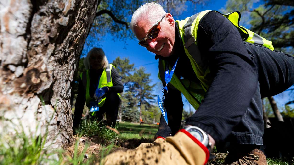 Tim Bruske creates a tree well by digging up surrounding grass while volunteering at a Salt Lake City Department of Public Lands Earth Day event at Jordan Park in Salt Lake City on April 19, 2025. Tree wells help sustain the well-being of existing and new trees by keeping water near the roots, reduce competition from grass and provide room to breathe.