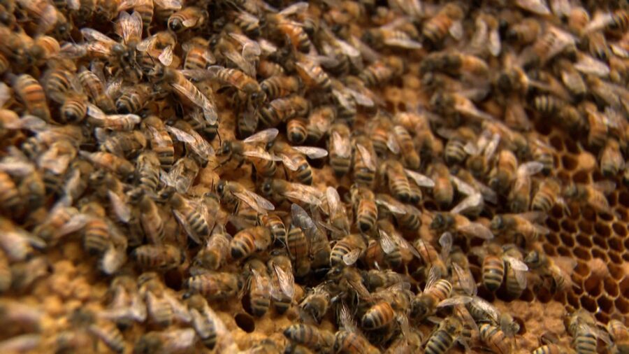 Utah beekeepers use Earth Day to warn about declining bee habitat