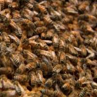 Utah beekeepers use Earth Day to warn about declining bee habitat