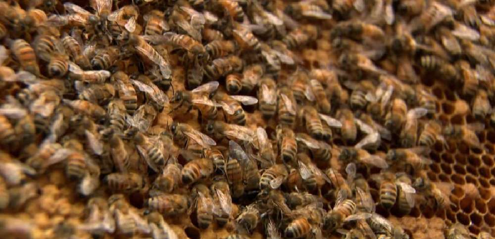 Utah beekeepers use Earth Day to warn about declining bee habitat