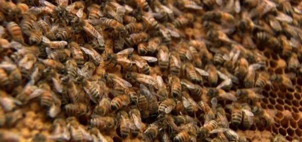 Utah beekeepers use Earth Day to warn about declining bee habitat