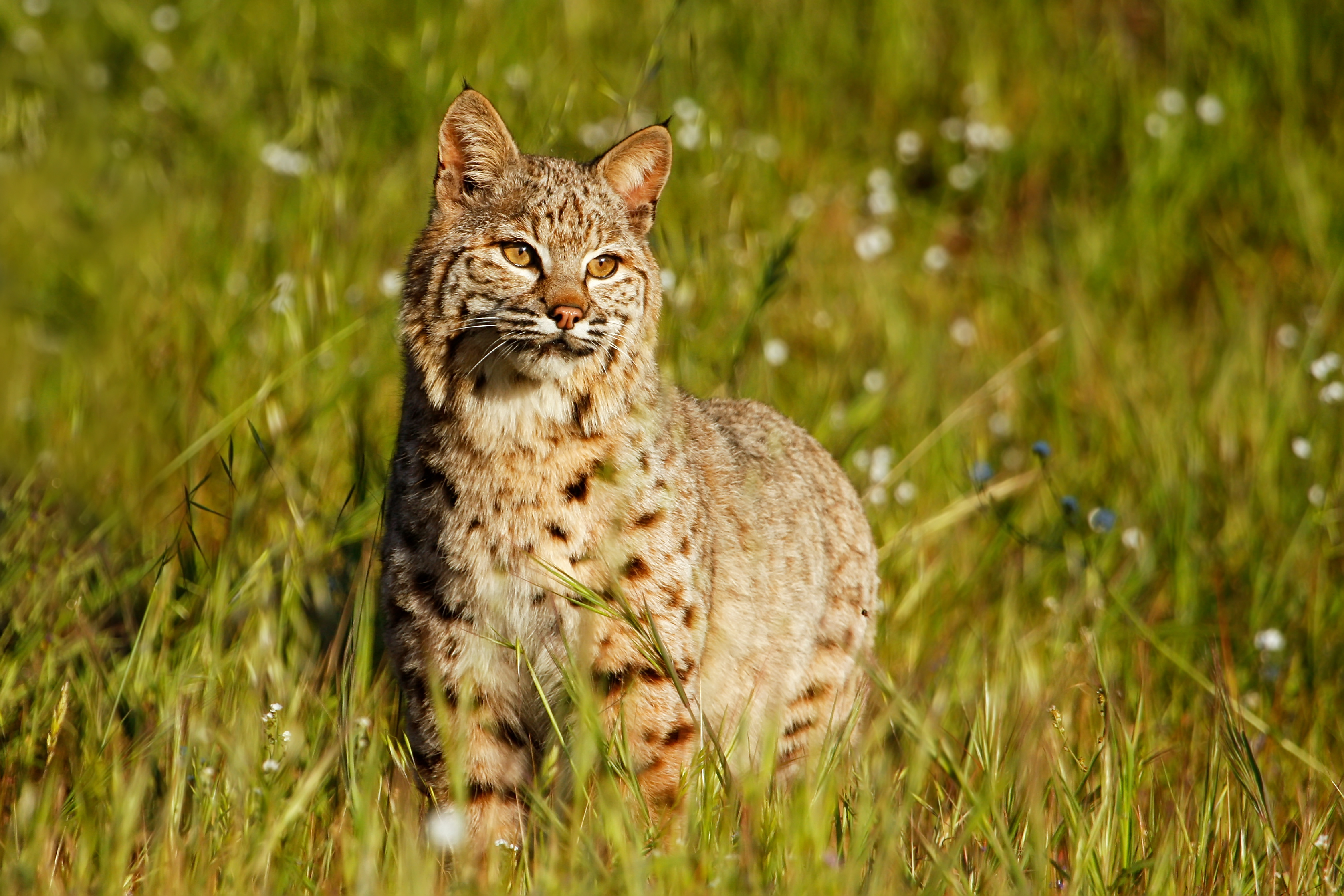 Utah man charged with illegally hunting bobcats 