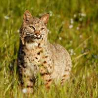 Utah man charged with illegally hunting bobcats
