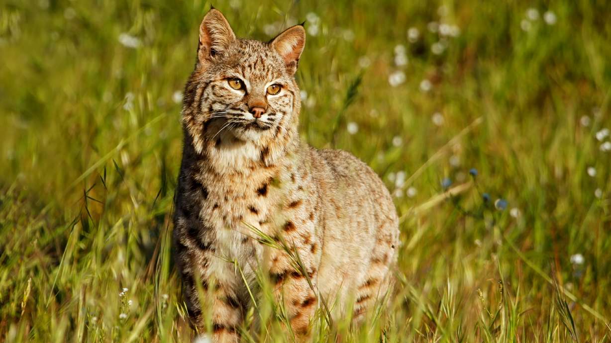 A central Utah man with a history of poaching-related convictions was charged Wednesday with wanton destruction of protected wildlife after prosecutors allege he illegally killed multiple bobcats.