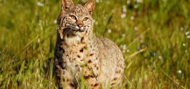 Utah man charged with illegally hunting bobcats