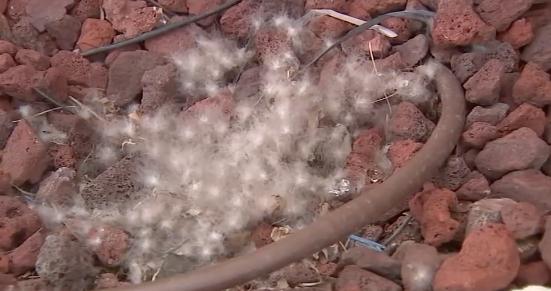 Top U.S. story anchor