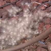 Woman caught on camera illegally taking goose eggs, police say