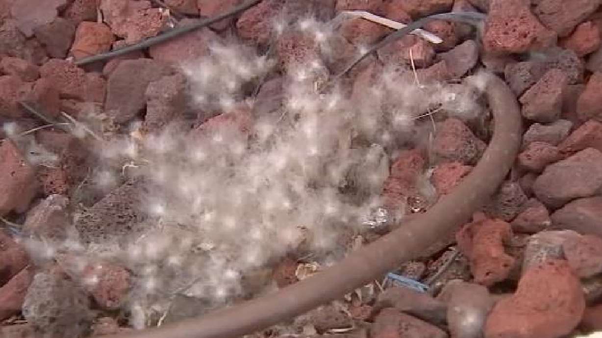 A goose nest is shown abandoned outside a mall in Niles, Illinois, in northern Chicago after a woman allegedly took the eggs for herself.