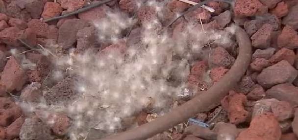 Woman caught on camera illegally taking goose eggs, police say