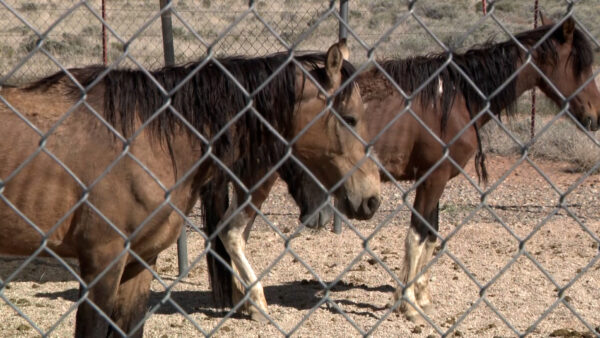 3 horses dead, 8 others malnourished in southern Utah