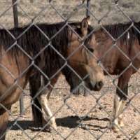 3 horses dead, 8 others malnourished in southern Utah