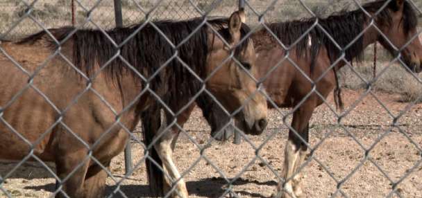 3 horses dead, 8 others malnourished in southern Utah