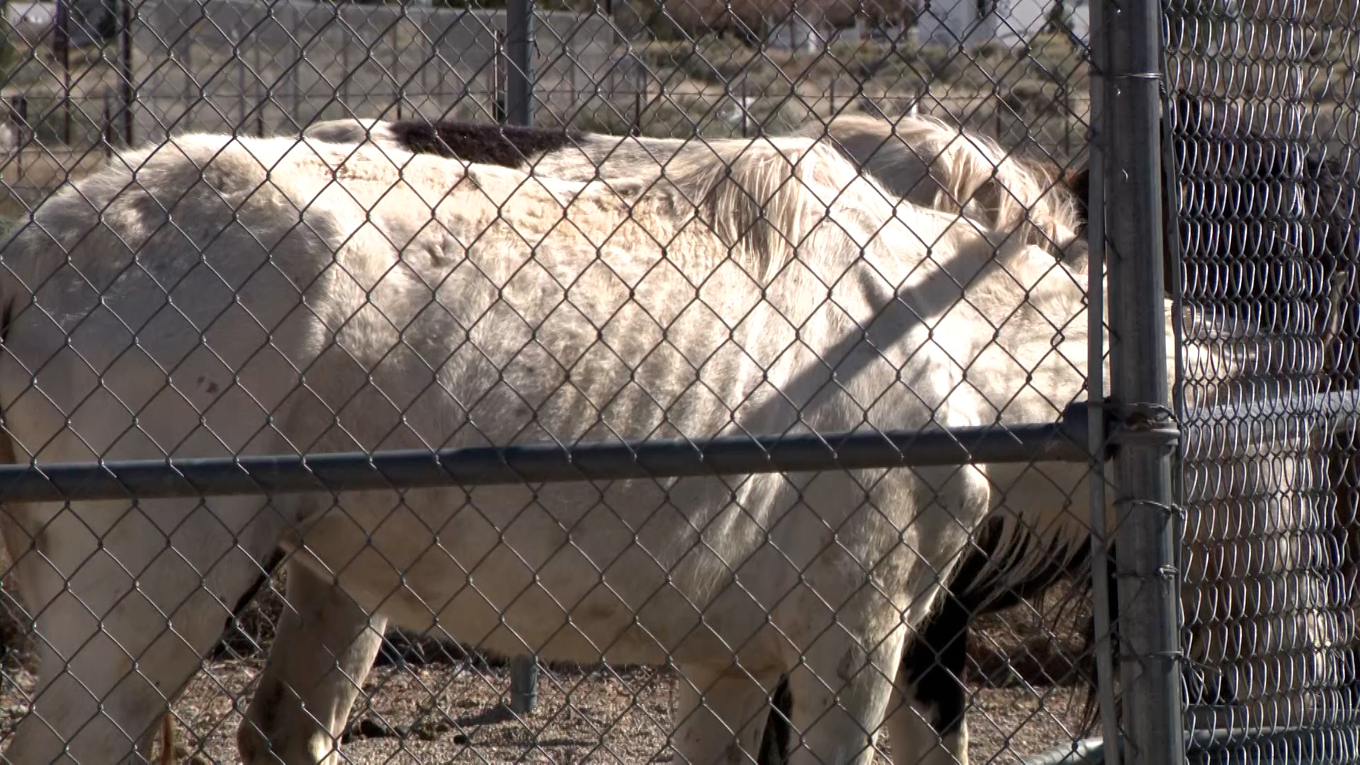 Malnourished horses at the Iron County sheriff’s animal shelter on Thursday. County Sheriff Ken Carpenter said two of the horses were already dead when officials discovered the horses, and another had to be put down by a vet.