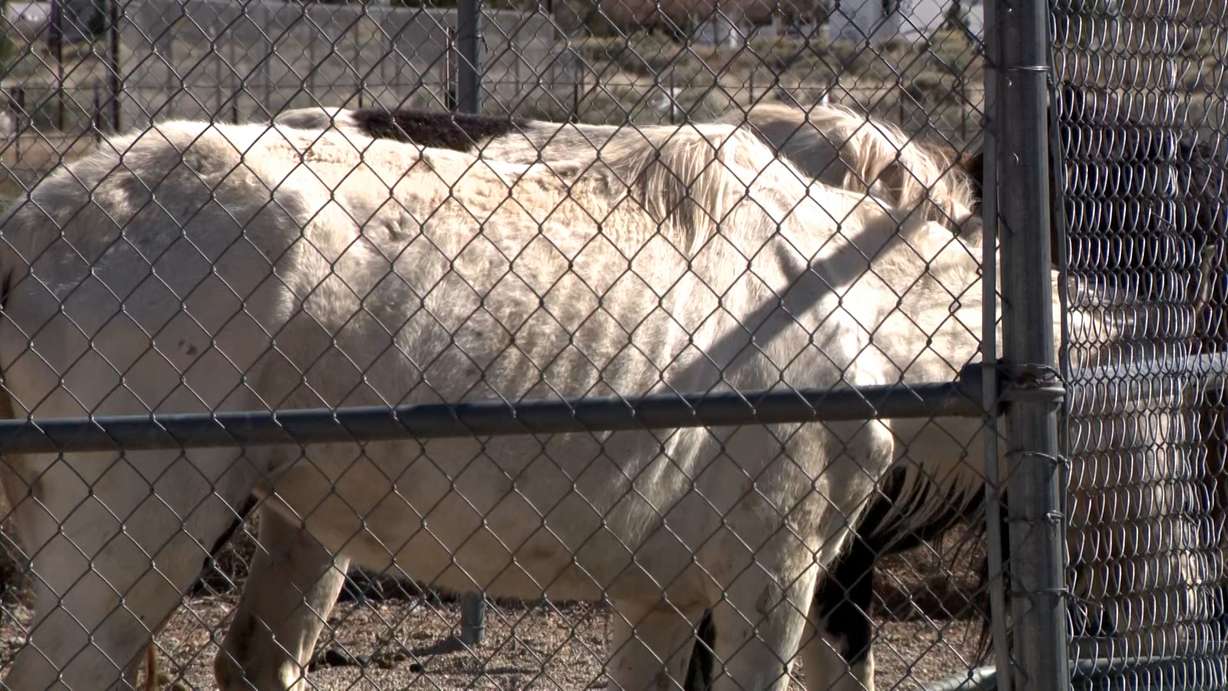 Malnourished horses at the Iron County sheriff’s animal shelter on Thursday. County Sheriff Ken Carpenter said two of the horses were already dead when officials discovered the horses, and another had to be put down by a vet.