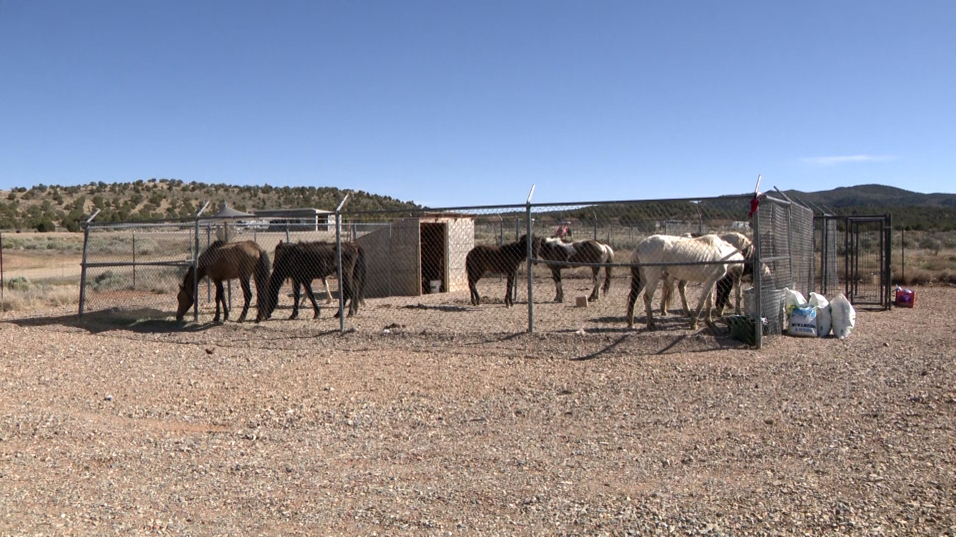 Malnourished horses at the Iron County sheriff’s animal shelter on Thursday. Ray Rodriguez, Iron County sheriff's animal control deputy, called the situation "pretty sad."