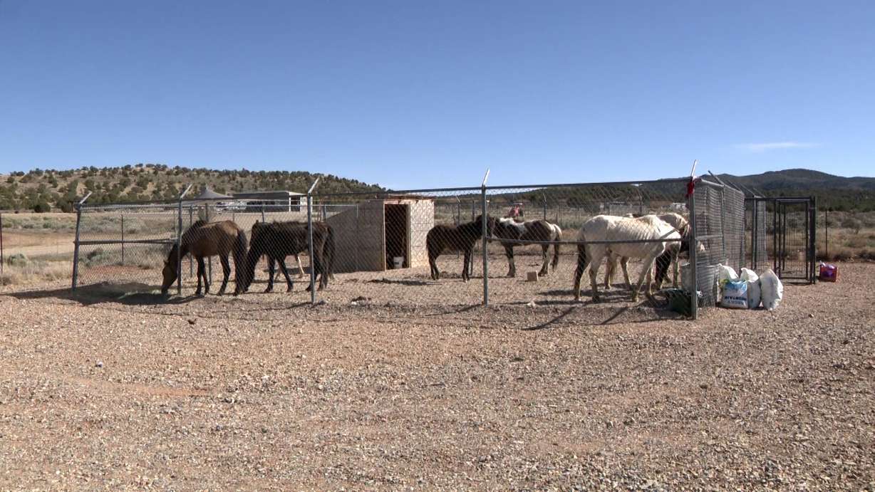 Malnourished horses at the Iron County sheriff’s animal shelter on Thursday. Ray Rodriguez, Iron County sheriff's animal control deputy, called the situation "pretty sad."