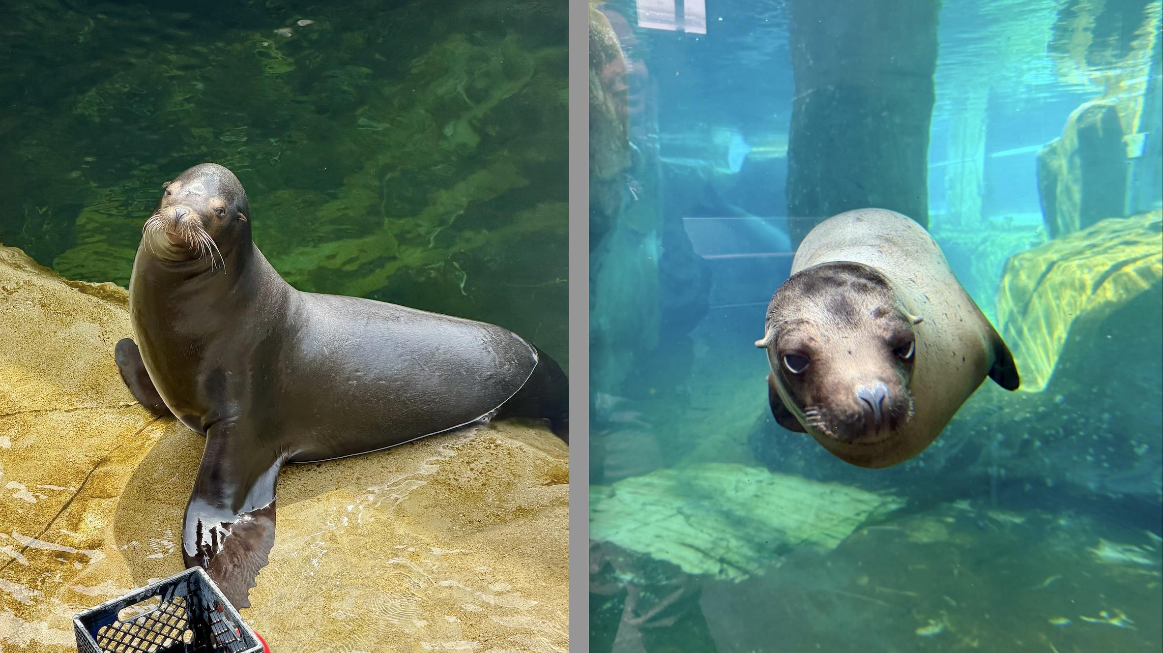 New pinni-pals: Utah's Hogle Zoo gains 2 male sea lions