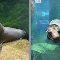 New pinni-pals: Utah's Hogle Zoo gains 2 male sea lions