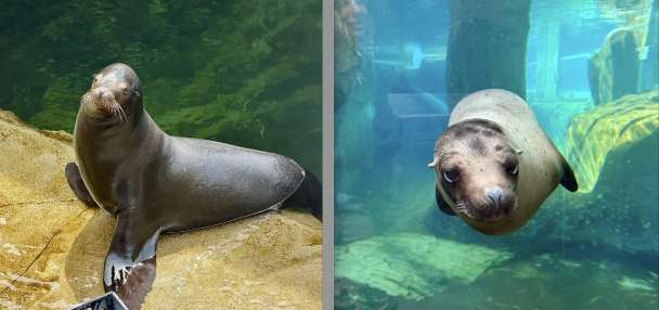New pinni-pals: Utah's Hogle Zoo gains 2 male sea lions