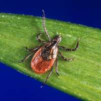 Tick season seems to be off to a fast start, and some experts worry about future illnesses