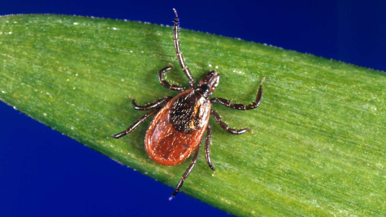 This undated photo provided by the U.S. Centers for Disease Control and Prevention shows a blacklegged tick, also known as a deer tick. Tick season seems to be off to a fast start, with an unusually high number of bites already reported across the country.
