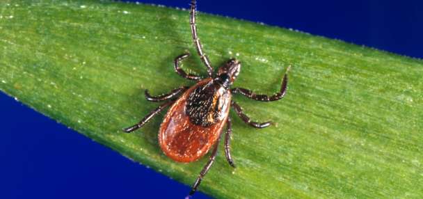 Tick season seems to be off to a fast start, and some experts worry about future illnesses