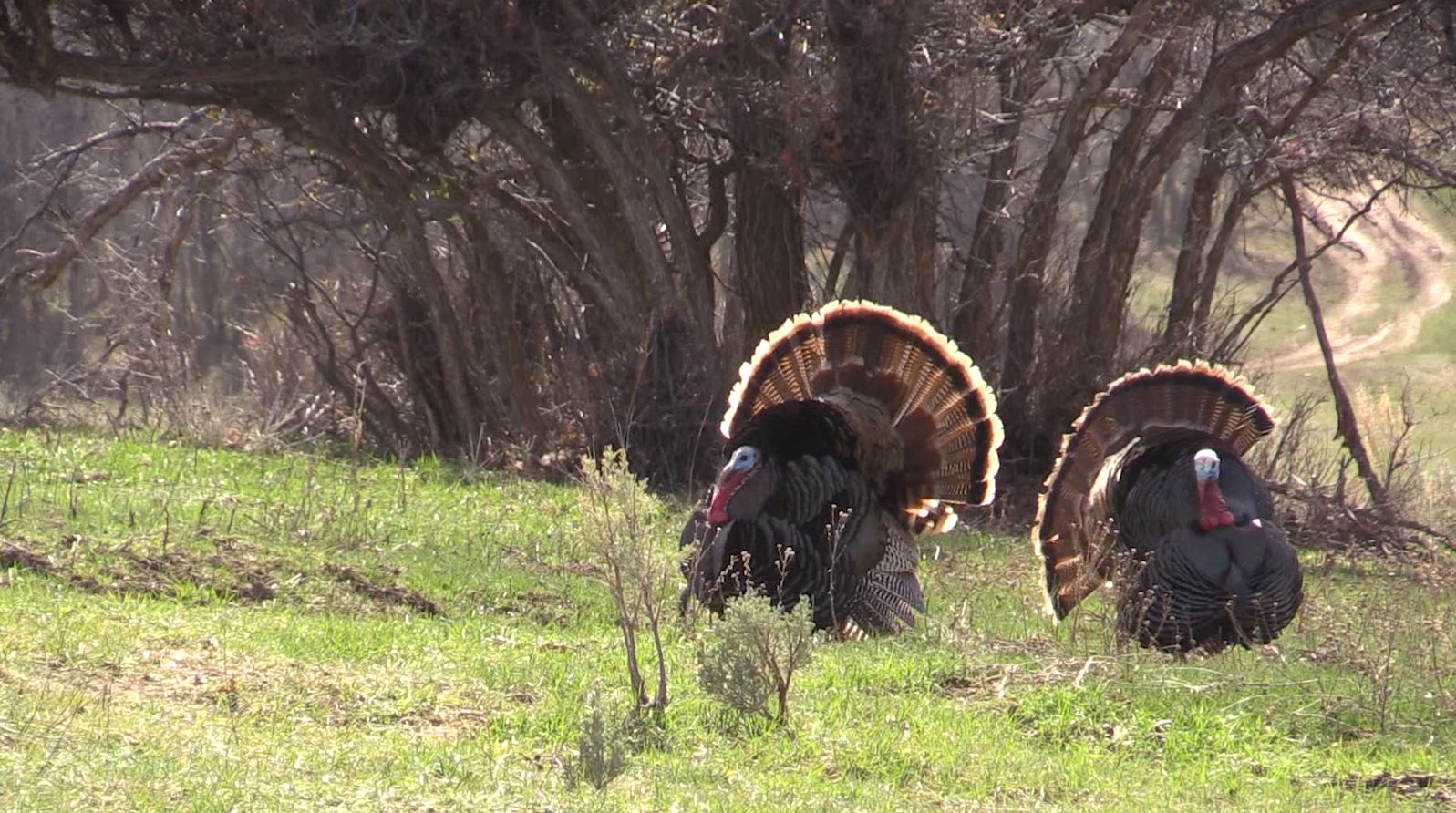 Best Practices for Hunting Turkeys