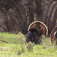 Best Practices for Hunting Turkeys
