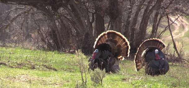 Best Practices for Hunting Turkeys