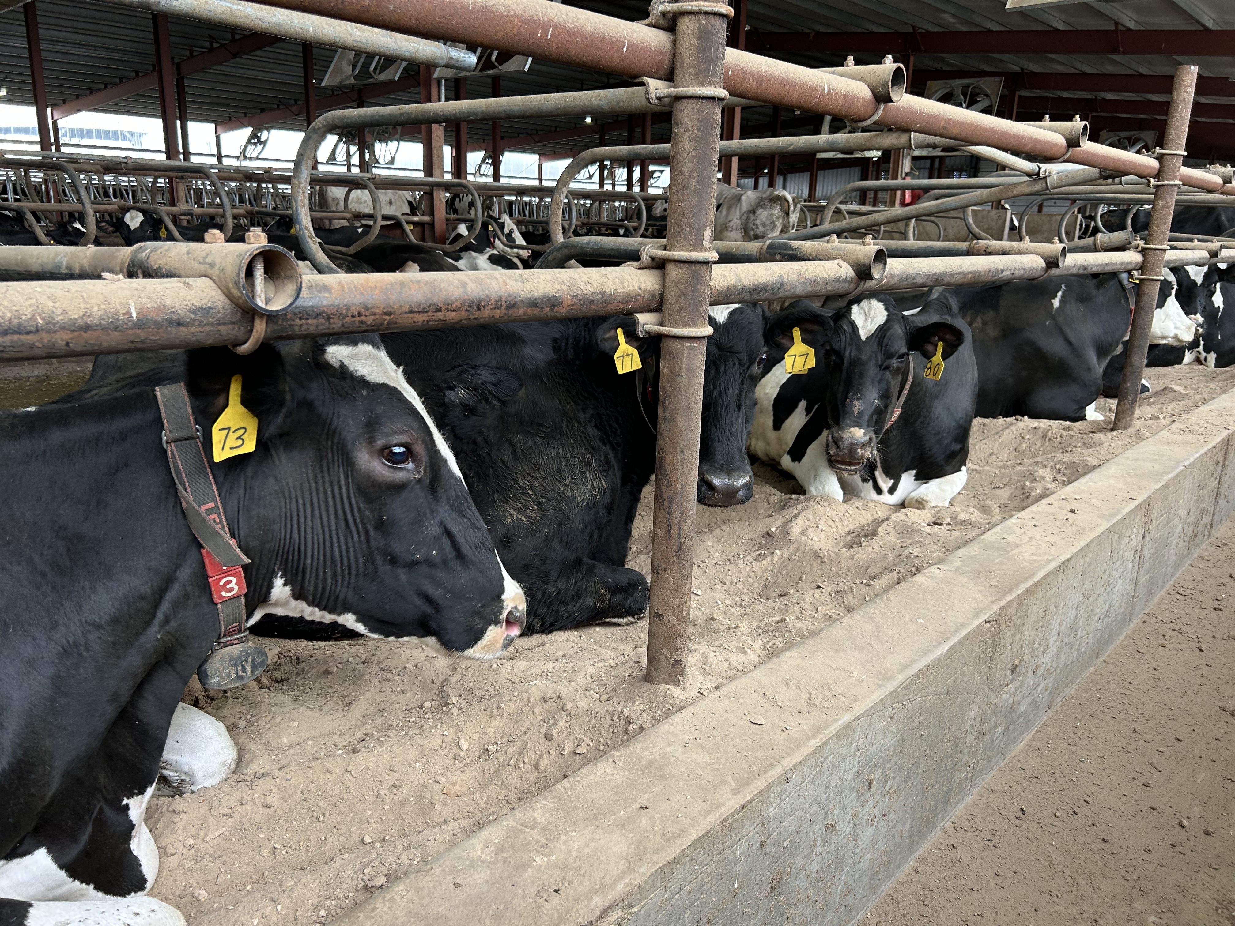 Robots milking cows? How this family farm is using technology to care for cows and the future