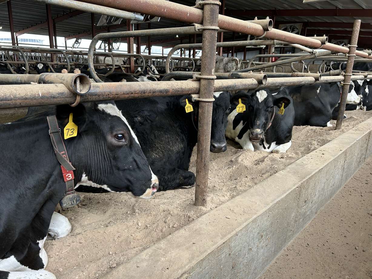 Robots milking cows? How this family farm is using technology to care for cows and the future