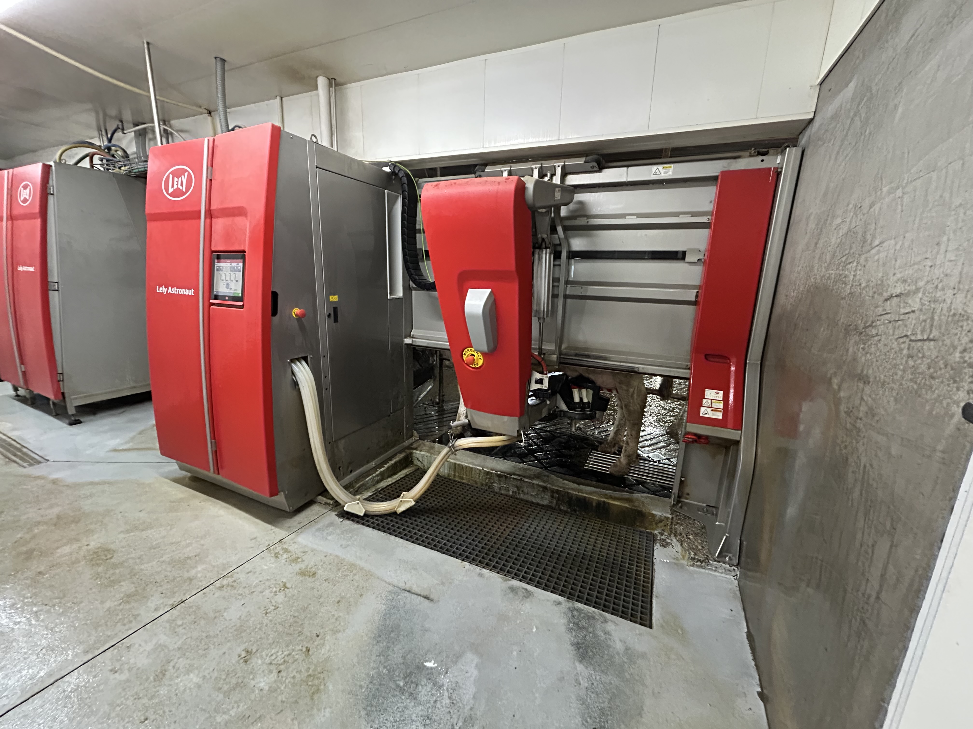 Robots milking cows? How this family farm is using technology to care for cows and the future