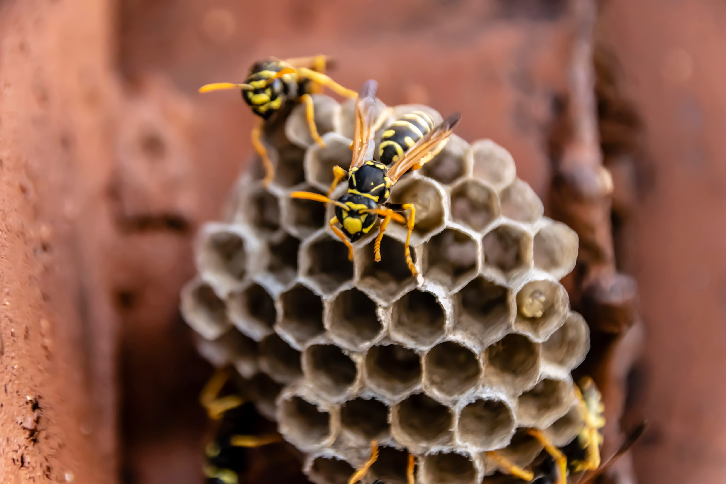 Utah wasp guide: Early warning signs and prevention to keep your family safe