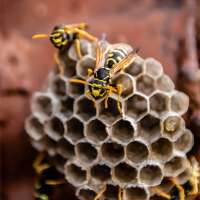 Utah wasp guide: Early warning signs and prevention to keep your family safe