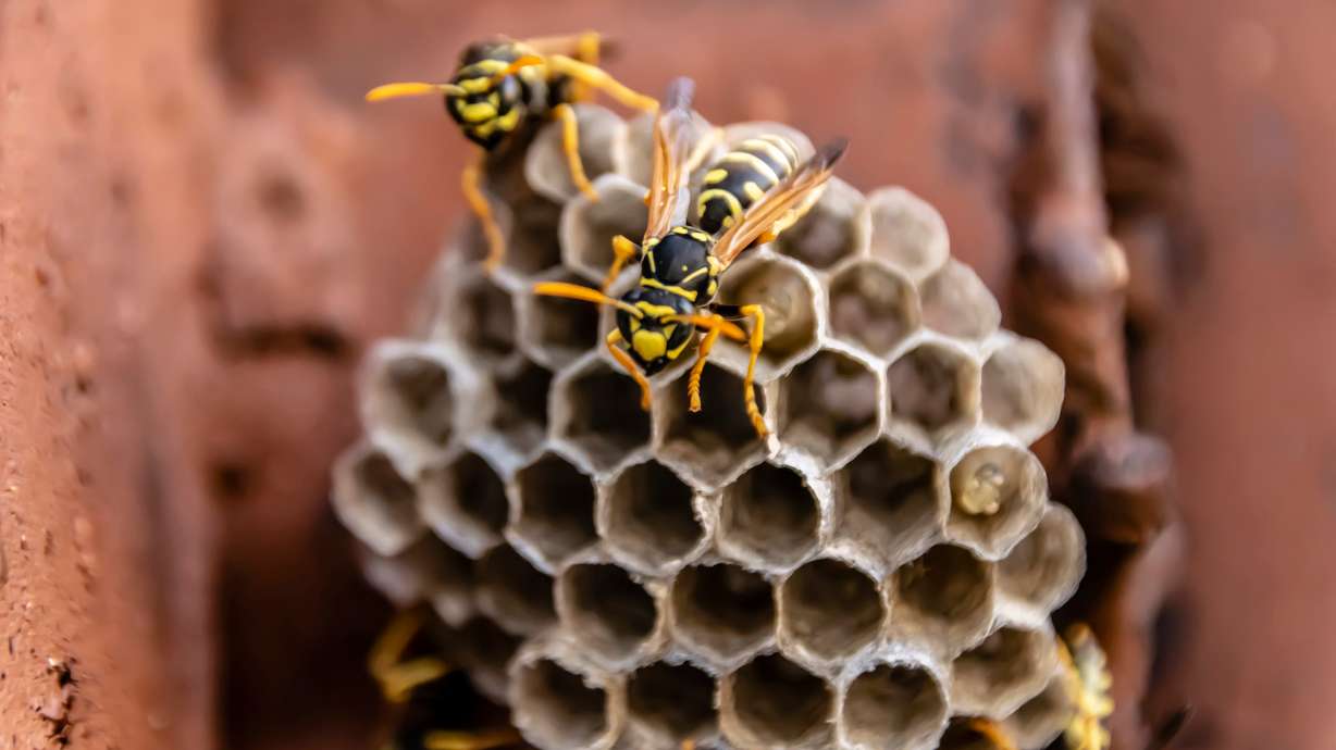 Utah wasp guide: Early warning signs and prevention to keep your family safe