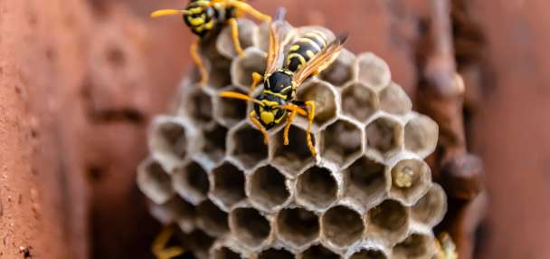 Utah wasp guide: Early warning signs and prevention to keep your family safe